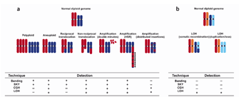 A normal diploid genome is shown in panels A and B, represented as two pairs of chromosomes. In panel A, seven changes to the genome are shown in a row below the normal genome, including polyploidy, aneuploidy, reciprocal translocation, non-reciprocal translocation, and amplification (double minutes, homogeneously staining region, and distributed insertions). In panel B, two changes to the genome are shown, including somatic recombination and duplication with loss. Four cytogenetic detection techniques are listed in a table below the illustrations, including banding, spectral karyotyping, comparative genomic hybridization, and loss of heterozygosity. A column in the table is dedicated to each of the nine illustrated chromosomal changes. A plus or minus in the table indicates whether each cytogenetic technique can detect the change.